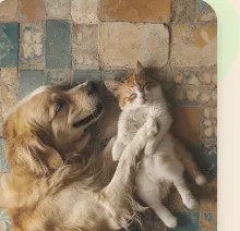 Aranyszínű retriever és cirmos-fehér cica összebújva